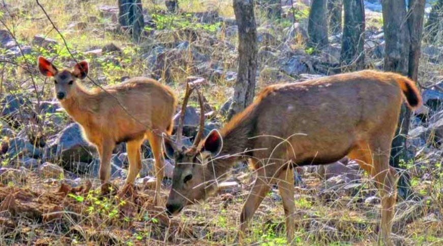 Peechi-Vazhani Wildlife Sanctuary